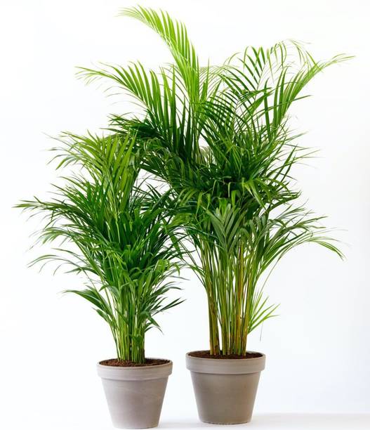 NDS Areca Palm
