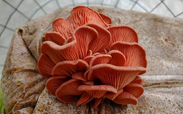 Paudha Mushroom Pink Seed