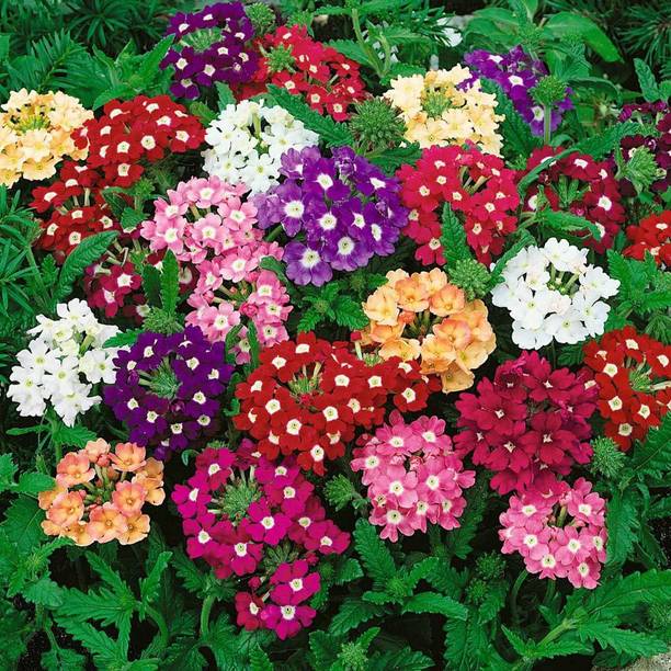 wequality Verbena mix color flower seeds,flower seeds,winter season flower seeds Seed