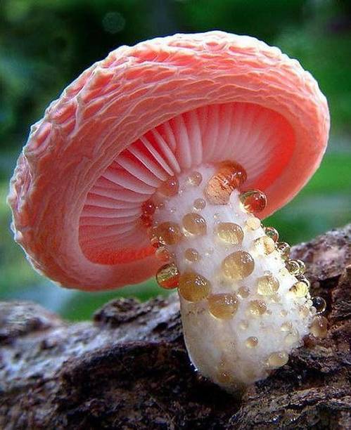 Paudha Mushroom Seed