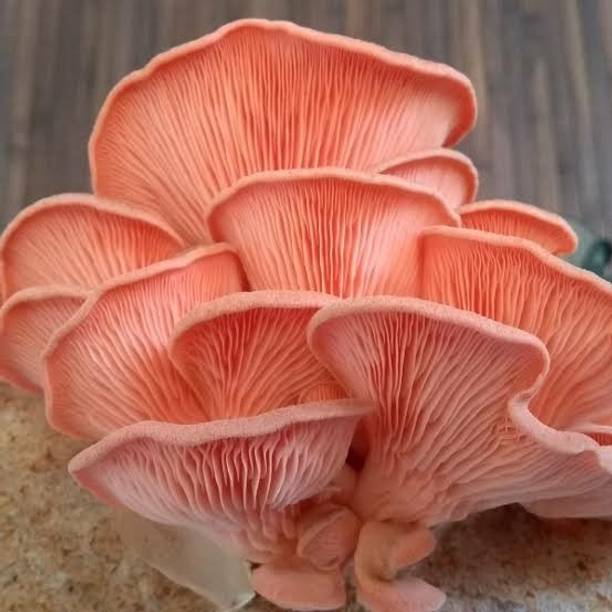 Paudha Mushroom Pink Seed