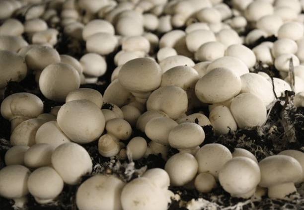 XOLDA Mushroom Herb Seed