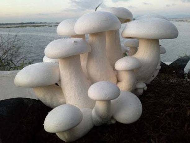 Paudha Mushroom Herb Seed
