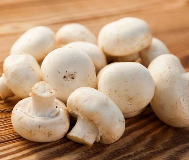 XOLDA Mushroom Herb Seed