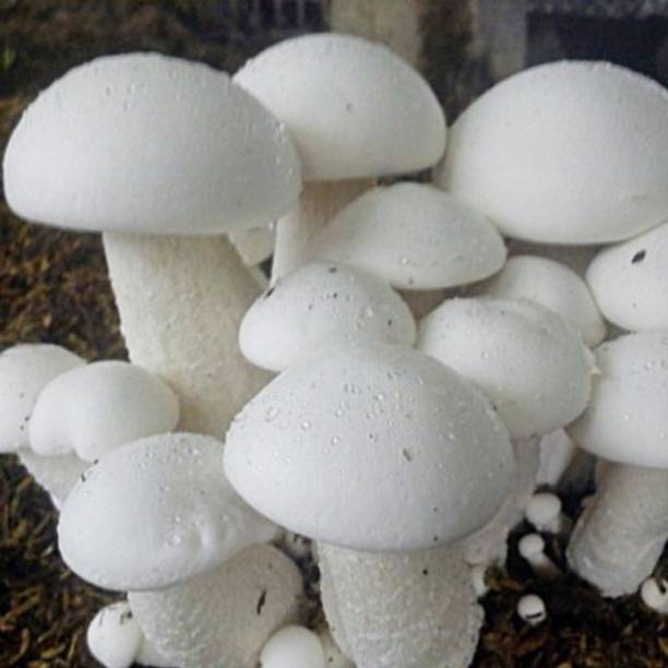 Paudha Mushroom Herb Seed