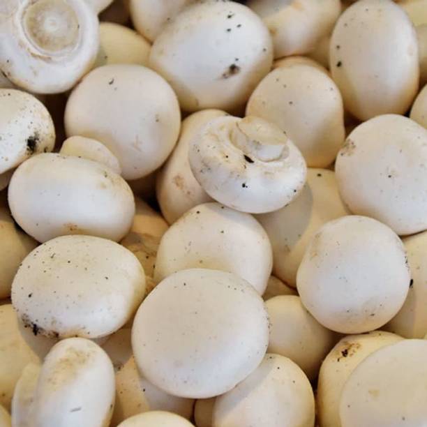 Paudha Mushroom Herb Seed