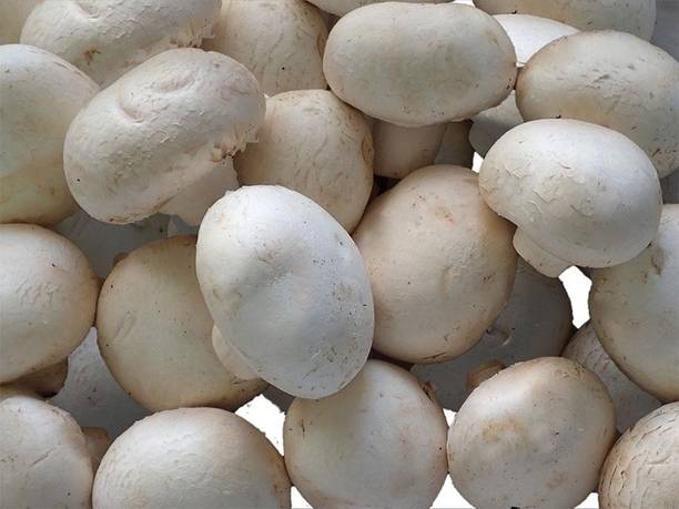 XOLDA Mushroom Herb Seed