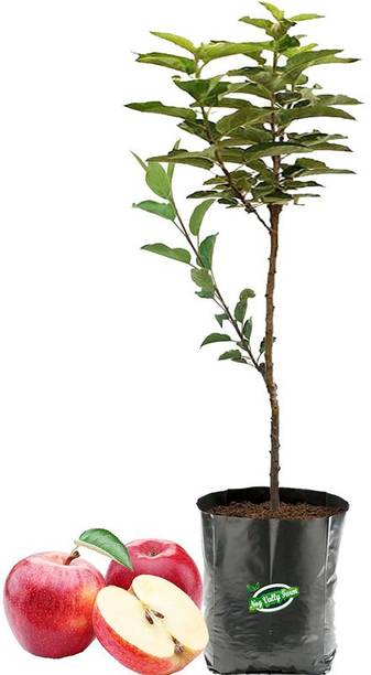PLANTTOOZS Apple Plant