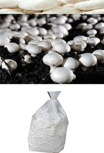 BM MUSHROOM Button Mushroom Spawn Seed