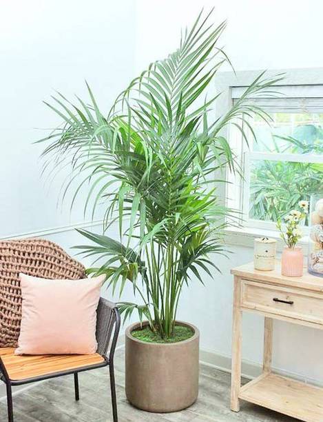 K,M.GREEN Areca Palm