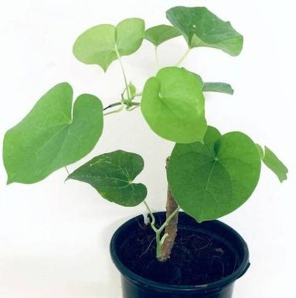 Amazing Gurden Giloy Plant