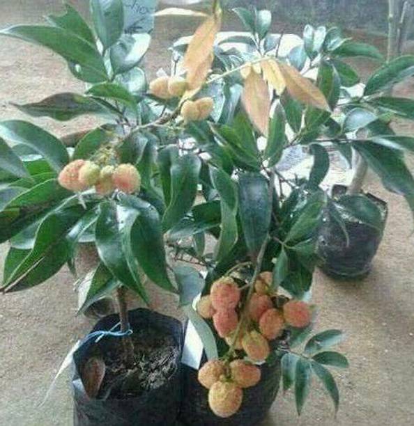 Cloud Farm Litchi Plant