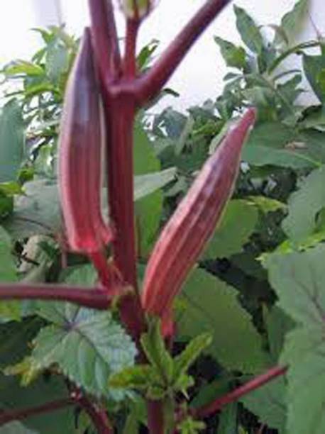 KLARKEE Z2890_V_RED Burgundy Great Heirloom Vegetable Seed Seed