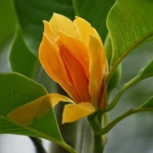 Cloud Farm Golden Champa Plant