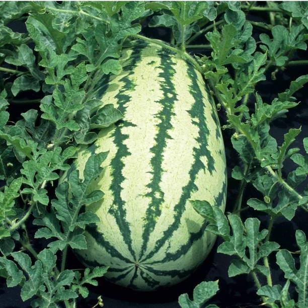 MKR Enterprises Water Melon Seed