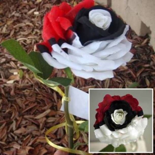 Cloud Farm Rose Plant