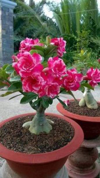 KUMUBON Adenium Plant