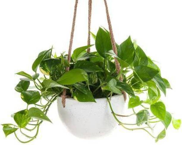 greennursery Money Plant