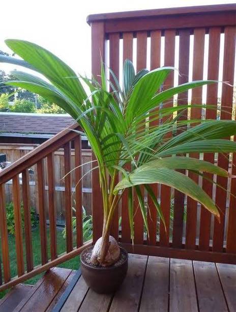 Rainbow Garden Coconut Plant
