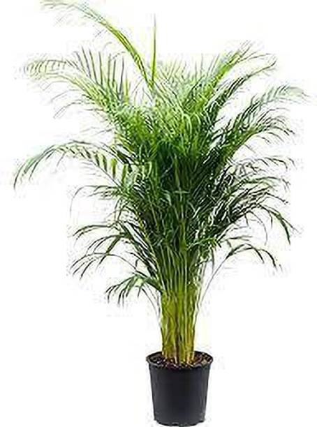 FasanGreen Areca Palm