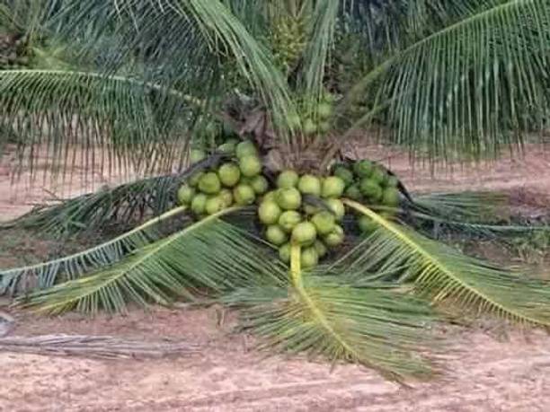 AloGardening Coconut Plant