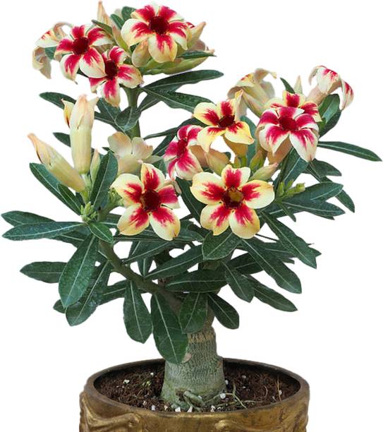 forevergreen Adenium Plant