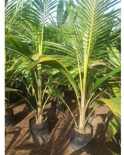 LaughEarth Coconut Plant