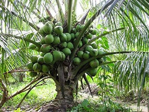 Dream Garden Coconut Plant