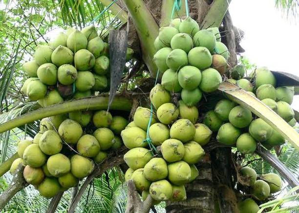 Rainbow Garden Coconut Plant