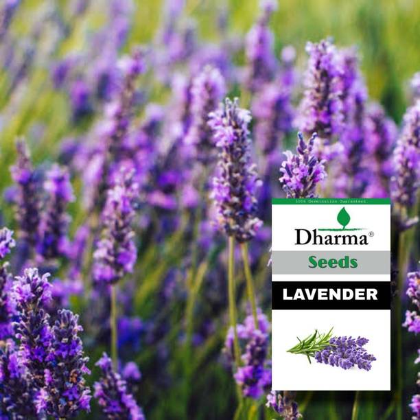 Dharma Lavender Seed