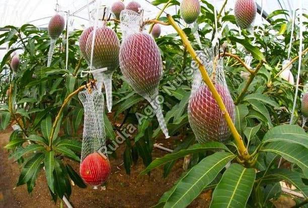 Miyazaki Mango Plant