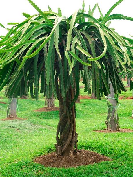 Cloud Farm Dragon Tree
