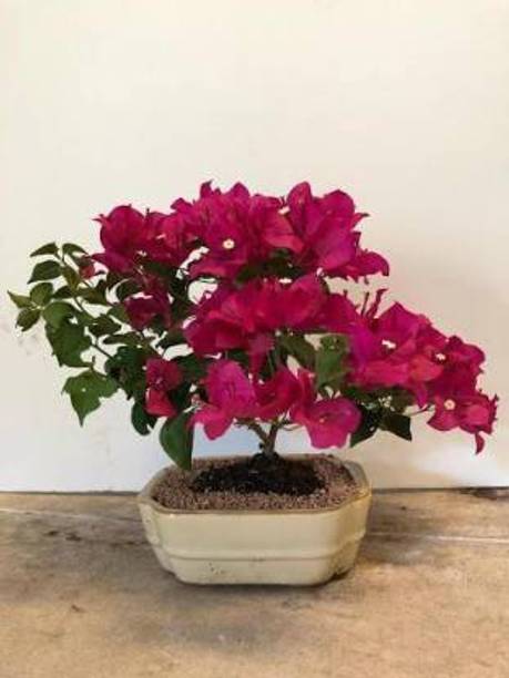 SOFTYGARDEN Bougainvillea Plant