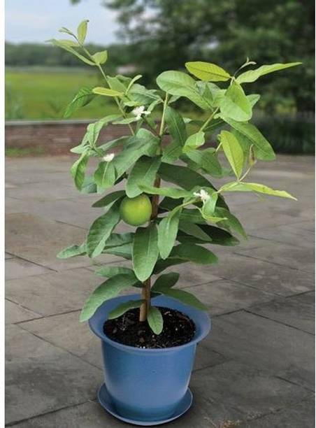 Cloud Farm Guava Plant