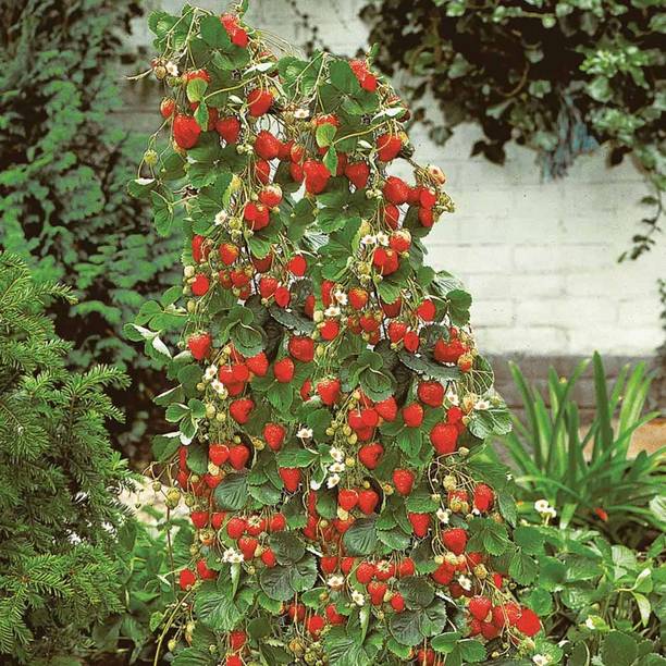 rimardmistu Strawberry Plant