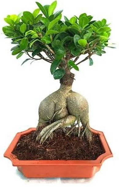 pas Ficus Bonsai Plant