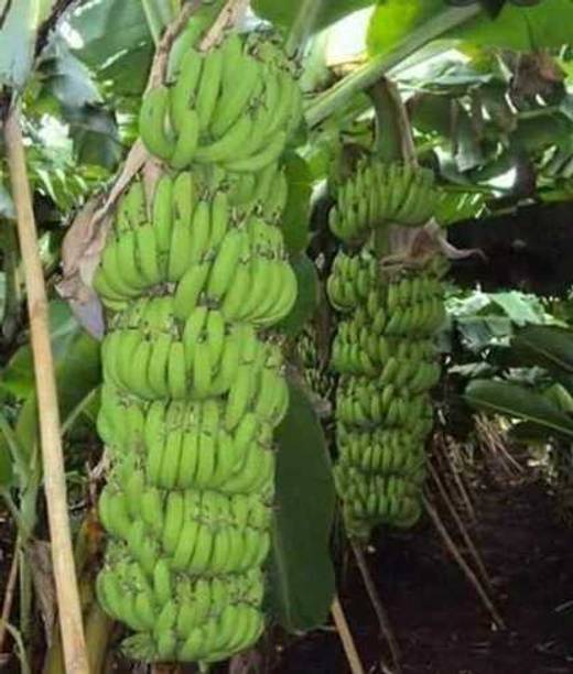 SANJU Banana Plant