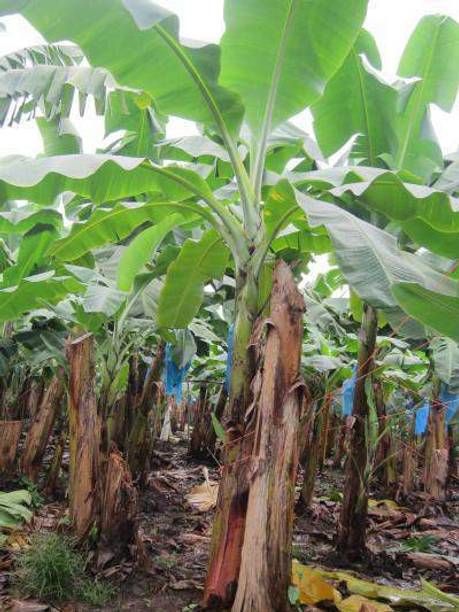My Dream Nursery Banana Plant
