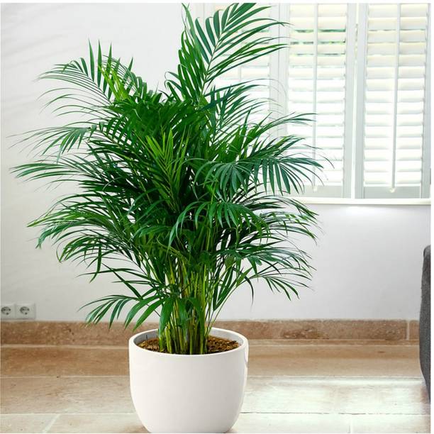 KUMUBON Areca Plam