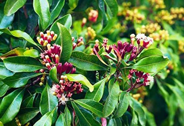 Cloud Farm Clove Plant