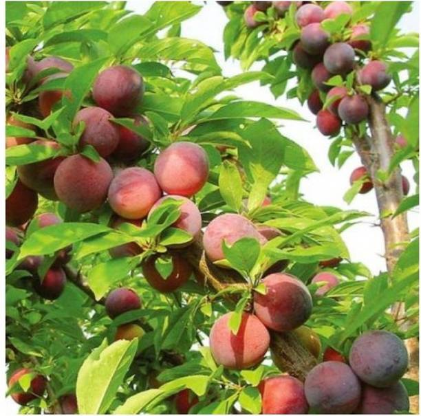 SANJU Aloo Bukhara/Plum Plant