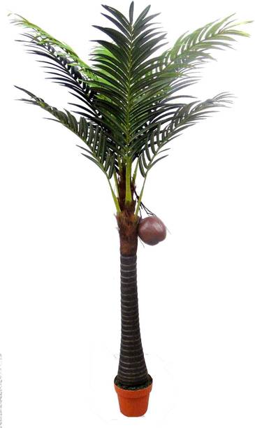 natikrd Coconut Plant