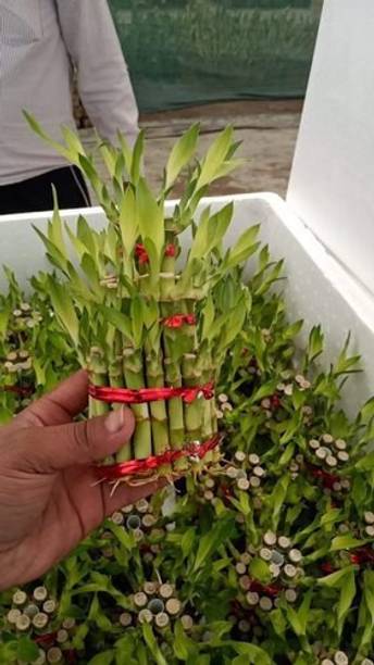 natikrd Two Layer Bamboo Plant