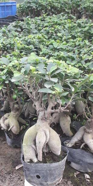 pas Ficus Bonsai Plant