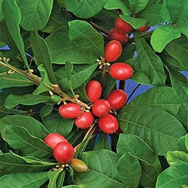 MagicQueen Berry Plant