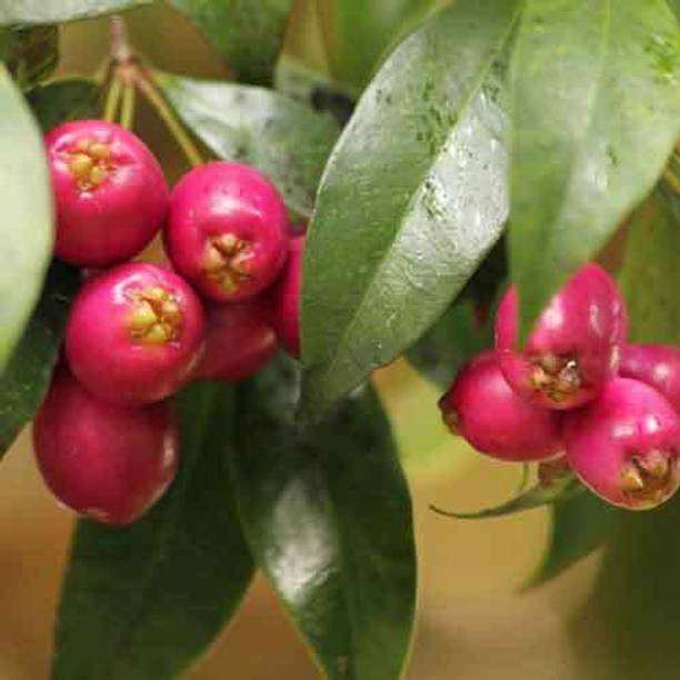 SANJU Cherry Fruit Plant