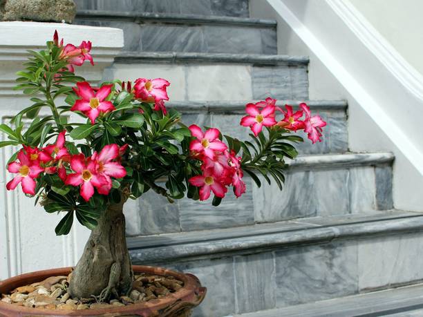 Cloud Farm Adenium Plant