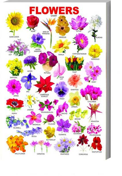 komstec 45.72 cm Flower Name Chart Art Sunboard for Room Class Home Kids Room Self Adhesive Sticker