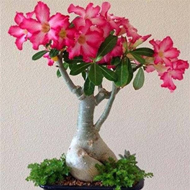 AquinnahGaden Adenium Plant