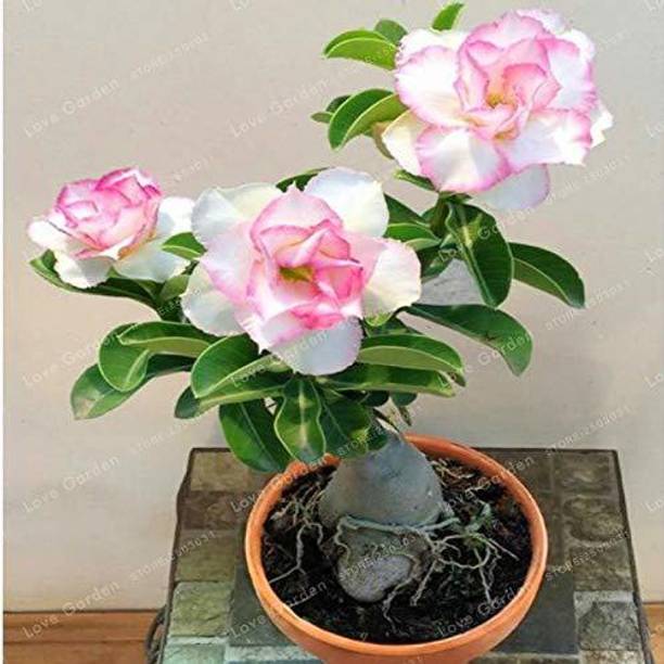 Cloud Farm Adenium Plant
